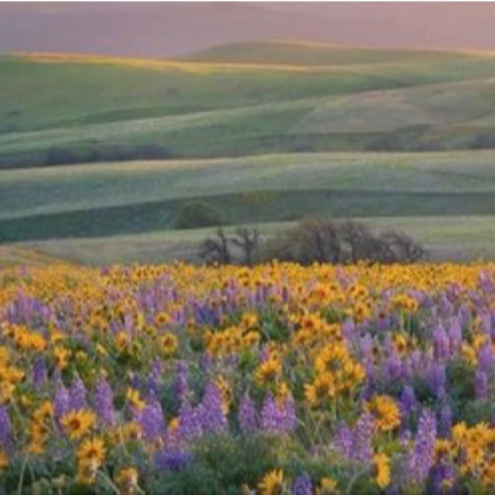 Meet your Posher, Haven